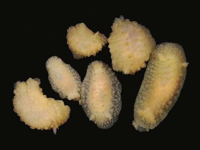 Doris ocelligera Sea Slug Images