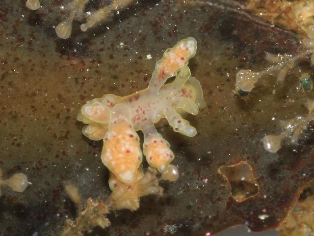 Doto coronata Crowned sea nymph Slug Images