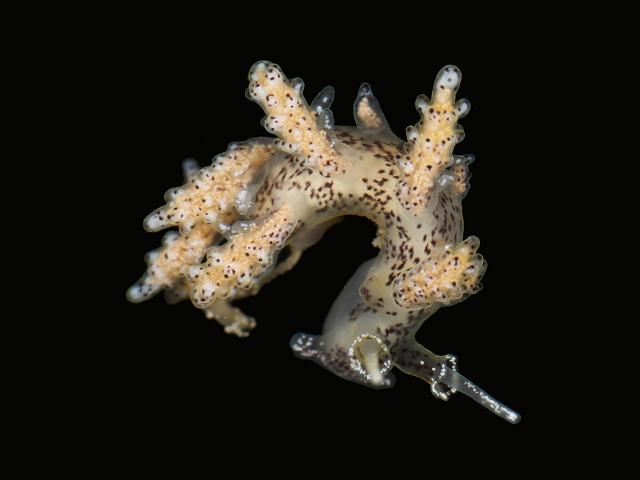 Doto millbayana Sea Slug nudibranch Images