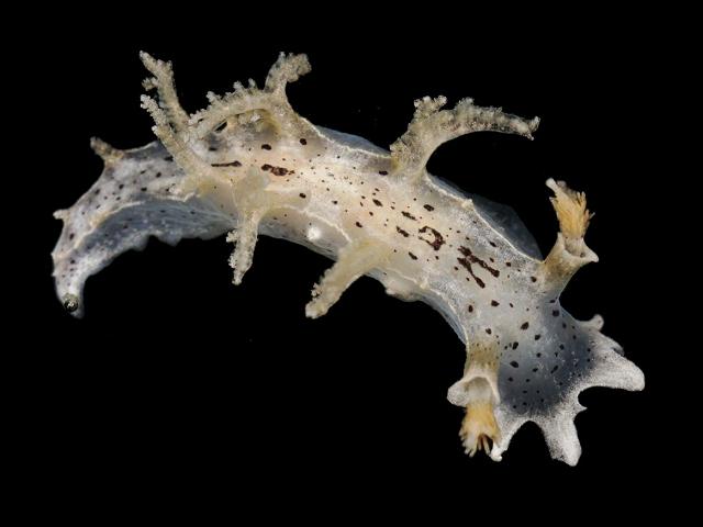Duvaucelia manicata syn Tritonia manicata sea slug tritoniid nudibranch nudibranchia images