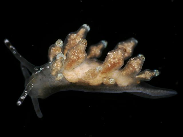 Eubranchus exiguus Minute aeolis Sea Slug Images