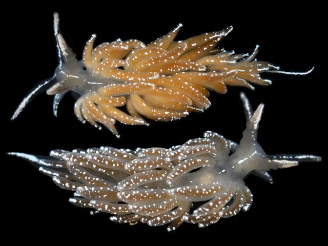 Favorinus blianus facelinidae facelinid sea slug Sea Slug Images