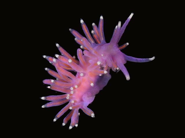 Edmundsella pedata flabellinid Flabellina pink Sea Slug nudibranch Images