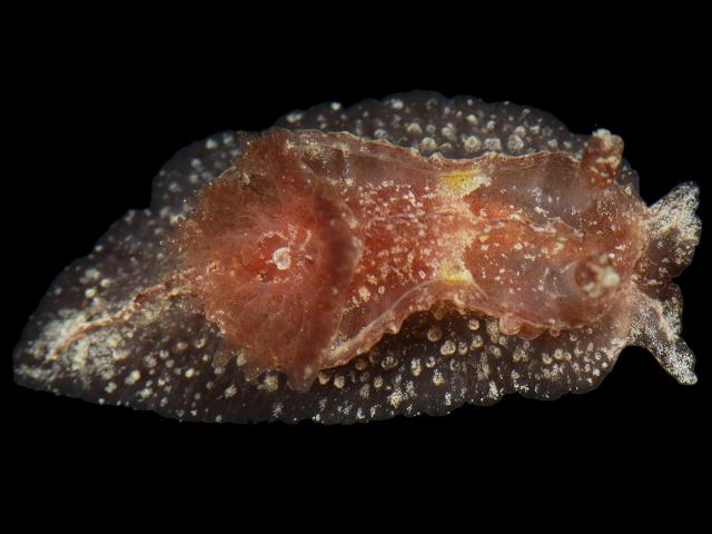 Goniodoris castanea a Sea Slug