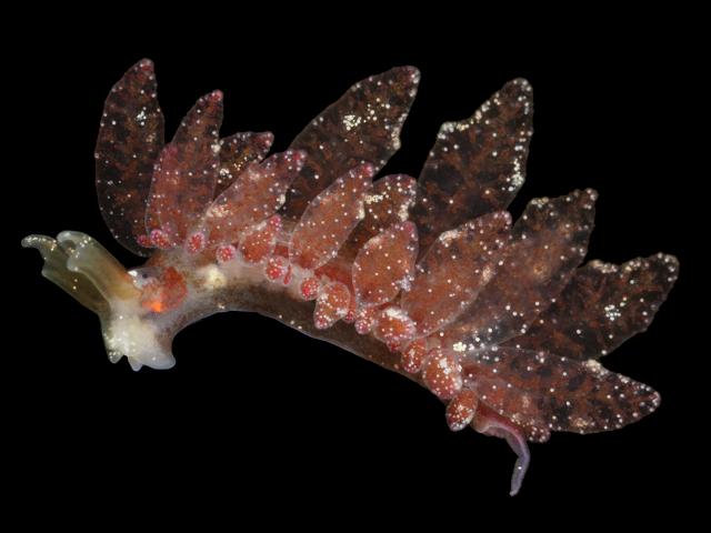 Hermaea bifida Crimson sea slug images