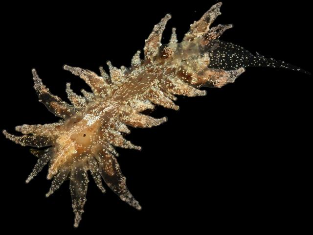 Janolus hyalinus Sea Slug Images