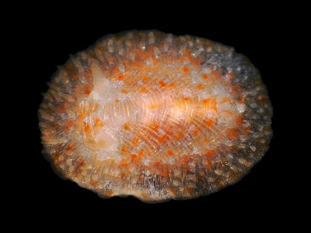 Knoutsodonta depressa Onchidoris Doris nudibranch nudibranchia Sea Slug images