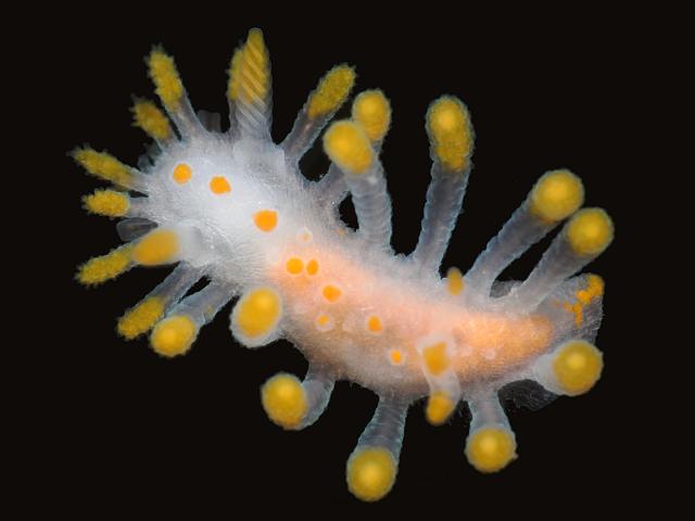 Limacia clavigera Orange Clubbed Sea Slug