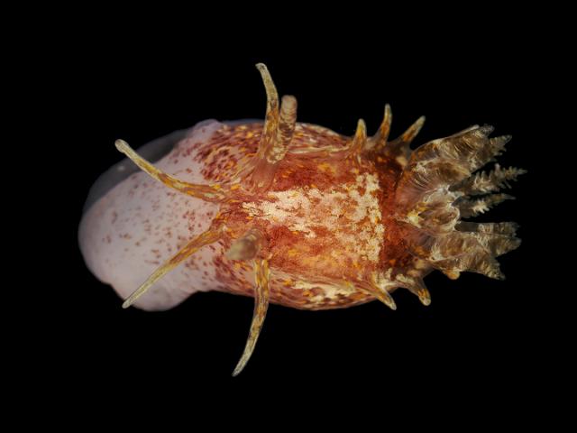 Okenia aspersa sea slug images