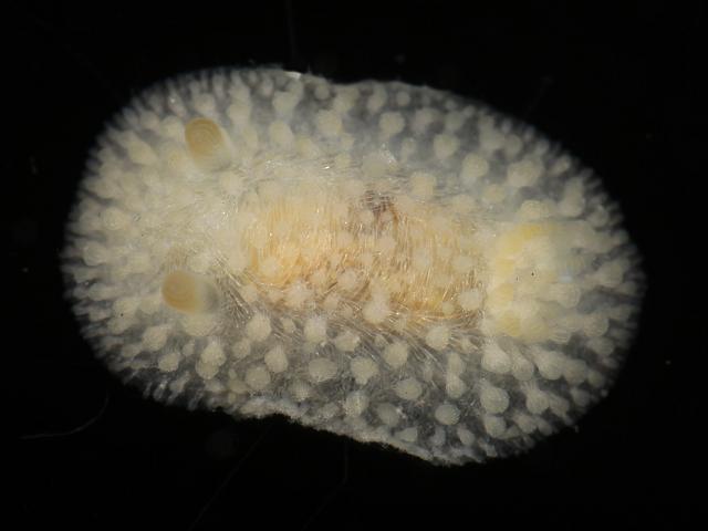 Onchidoris muricata Rough doris Sea Slug