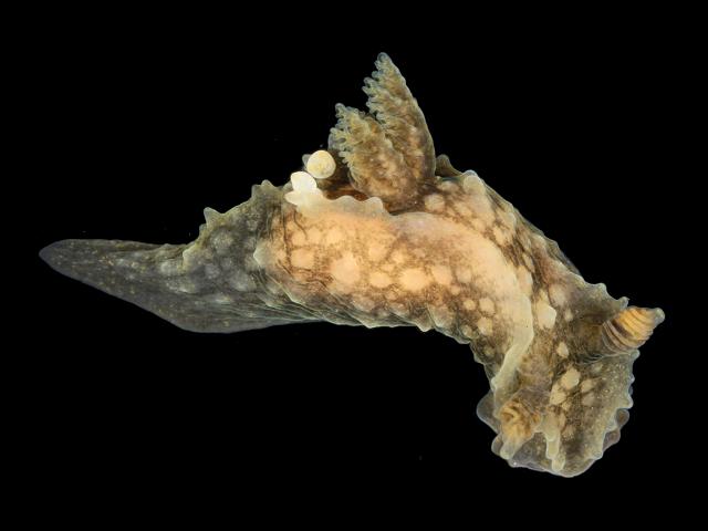 Palio nothus A Sea Slug Sea Slug Images
