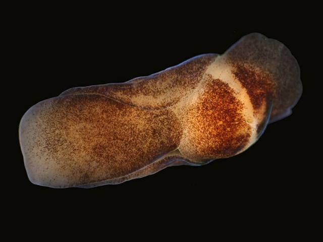 Philine punctata Dotted lobe shell Sea Slug Images