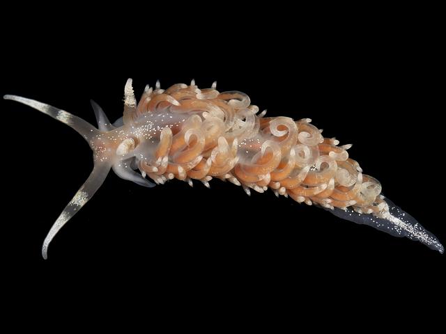 Pruvotfolia pselliotes facelinidae Sea Slug Images