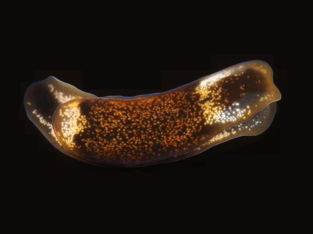 Runcina coronata Crowned opistobranch sea slug images