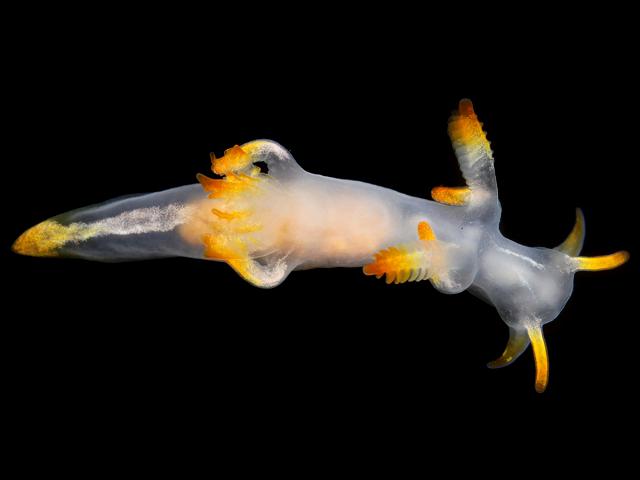 Trapania tartanella sea slug images