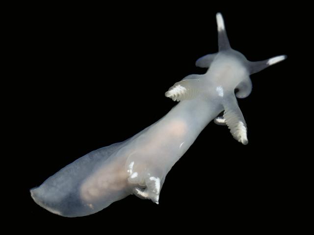 Trapania pallida Sea Slug Images