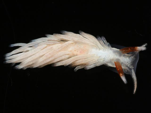 Undescribed tergipedid nudibranch nudibranchia Sea Slug images