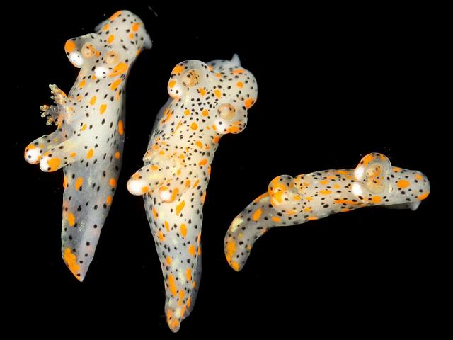 Thecacera pennigera Winged thecacera Sea Slug Images