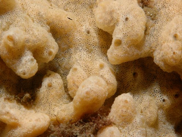 Didemnum vexillum Carpet sea squirt invasive non native species Tunicate Images