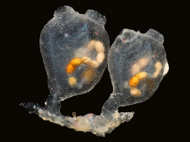 Perophora listeri Sea squirt Tunicate Images