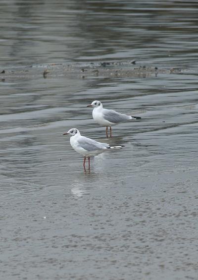 Seabird and Coastal Bird Images UK