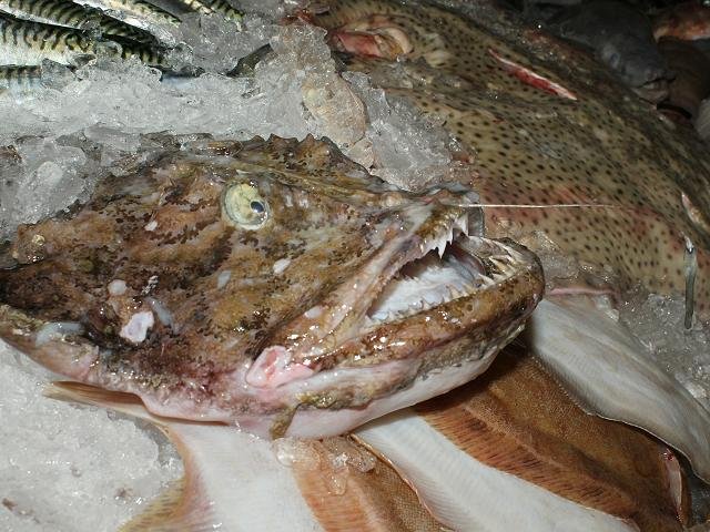 Lophius piscatorius Angler Anglerfish or Monkfish Seafish Images