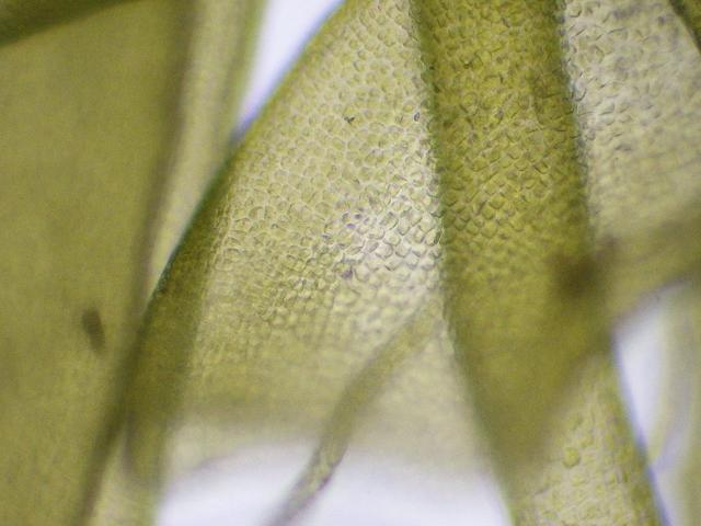 Ulva prolifera - Thread or Tape Weed (Green seaweed images)
