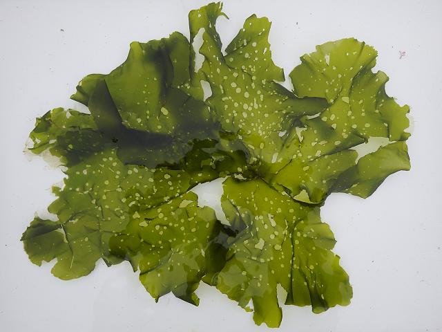 green_seaweed_umbraulva_olivascens_17-10-14_1.jpg