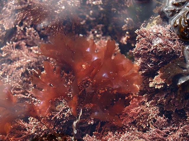 Cryptopleura ramosa Branched Hidden Ribs Red Seaweed Images