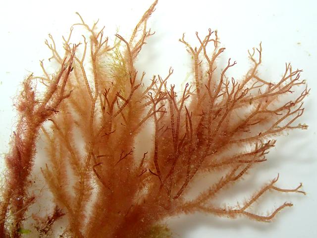 Acrochaetioid algae, various images of members of the acrochaetiaceae ...