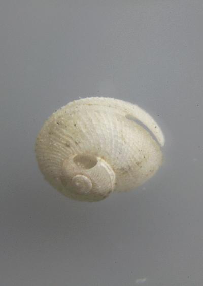 Slit shells Anatoma crispata Superfamily Scissurelloidea Family Scissurellidae Marine Snail Images UK Gastropoda