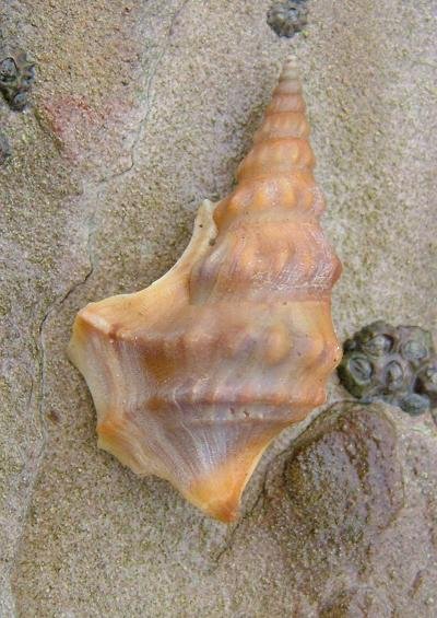 Pelicans foot shells Superfamily Stromboidea Marine Snail Images UK Gastropoda