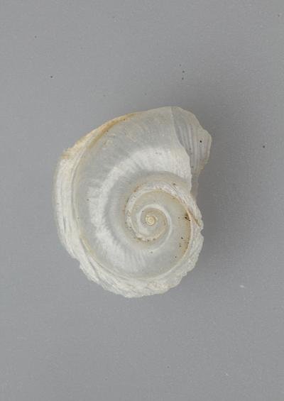 Sea Butterfly Superfamily Pterotracheoidea Marine Snail Images UK Gastropoda