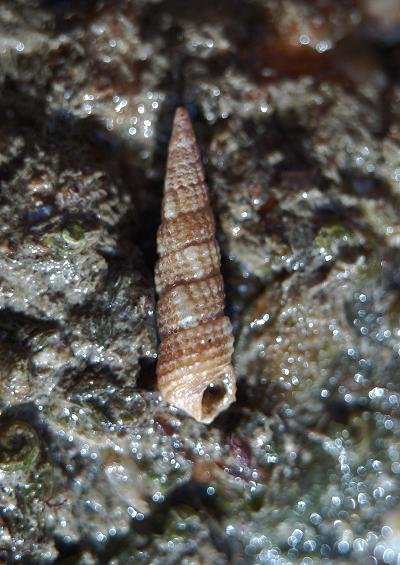 Caenogastropoda Order Unassigned Marine Snail Images UK Gastropoda