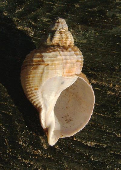 Whelks and Dog whelks Superfamily Buccinoidea Marine Snail Images UK Gastropoda