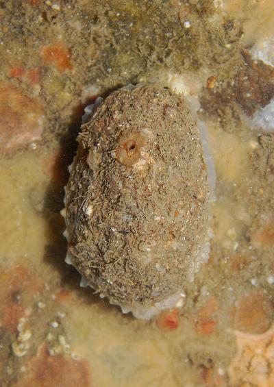 Keyhole Limpets Family Fissurellidae Marine Snail Images UK Gastropoda