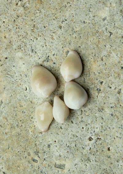 Cowries and Velutinids Superfamily Velutinoidea Marine Snail Images UK Gastropoda