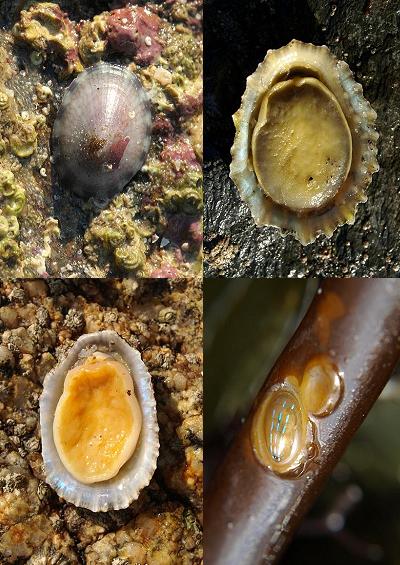 Marine Snails Images UK Gastropoda and Scaphopoda
