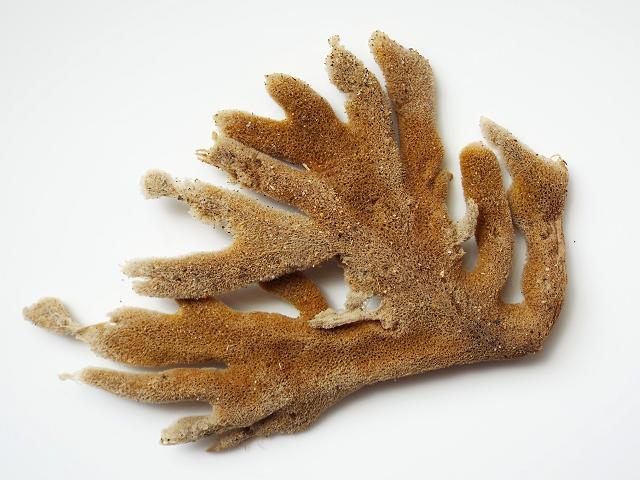 Axinella dissimilis Yellow staghorn sponge Porifera Images