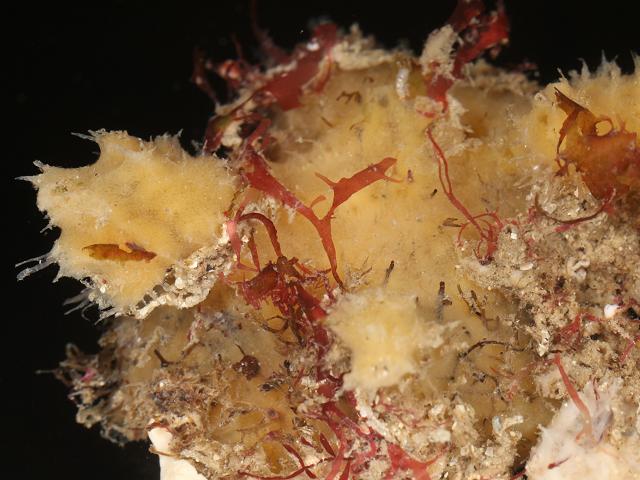 Biemna variantia biemnid sponge Porifera Images