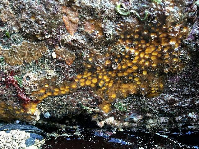 Cliona species boring forms of the Yellow Boring Sponge Porifera Images