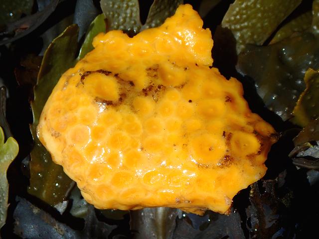 Cliona celata Yellow Boring Sponge Porifera Images