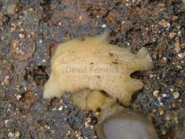 Sponges Needing Identification Porifera Images