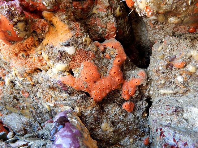 Amphilectus fucorum Shredded carrot sponge Porifera Images