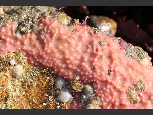 Aplysilla rosea An Encrusting Sponge Porifera Images