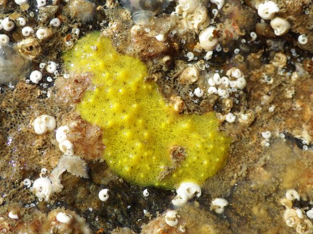 Aplysilla sulfurea Encrusting Sponge Porifera Images