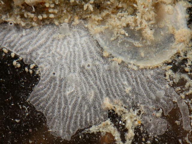 Encrusting calcareous sponge unidentified calcarea species from Penzance Cornwall UK Porifera Images