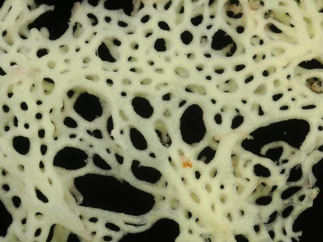 Clathrina coriacea White lace sponge Porifera Images