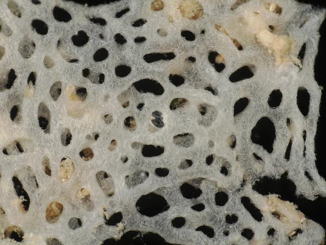 Clathrina coriacea White lace sponge Porifera Images