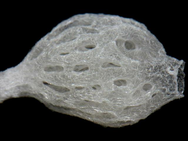 Clathrina lacunosa clathrinid sponge Porifera Images
